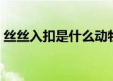 丝丝入扣是什么动物（丝丝入扣是什么生肖）