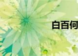 白百何是什么意思？