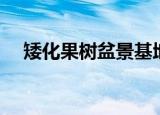 矮化果树盆景基地批发（矮化果树盆景）