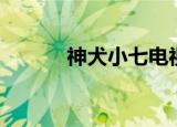 神犬小七电视剧（神犬小七三）