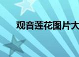 观音莲花图片大全高清（观音莲花语）