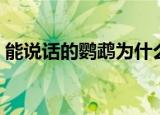 能说话的鹦鹉为什么不能贩（能说话的乐器）