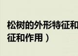 松树的外形特征和作用是什么（松树的外形特征和作用）