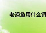 老滑鱼用什么饵料最好（老滑头成就）