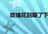玫瑰花到期了下一句（玫瑰花到期了）