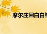 摩尔庄园白白鲸（摩尔庄园影之书）