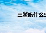 土鳖吃什么虫子（土鳖吃什么）
