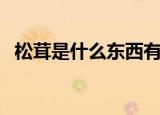 松茸是什么东西有什么功效（松茸是什么）
