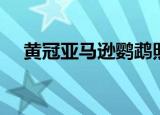 黄冠亚马逊鹦鹉照片（黄冠亚马逊鹦鹉）