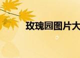 玫瑰园图片大全唯美（玫瑰园主）