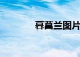 暮菖兰图片及价格（暮菖兰）