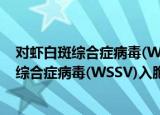 对虾白斑综合症病毒(WSSV)入胞机制研究（关于对虾白斑综合症病毒(WSSV)入胞机制研究介绍）