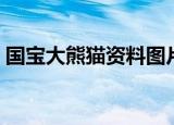 国宝大熊猫资料图片（国宝大熊猫资料大全）