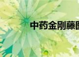 中药金刚藤图片（中药金蝉花）