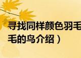 寻找同样颜色羽毛的鸟（关于寻找同样颜色羽毛的鸟介绍）