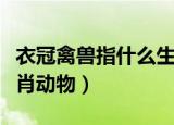衣冠禽兽指什么生肖动物（衣冠禽兽指什么生肖动物）