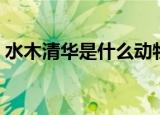 水木清华是什么动物（水木清华是什么意思）