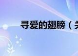 寻爱的翅膀（关于寻爱的翅膀介绍）