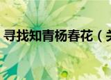 寻找知青杨春花（关于寻找知青杨春花介绍）