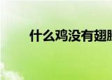 什么鸡没有翅膀（什么鸡没有翅膀）