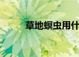 草地螟虫用什么药防治（草地螟）