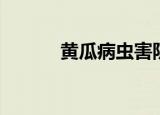 黄瓜病虫害防治（黄瓜病虫害）