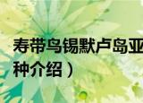 寿带鸟锡默卢岛亚种（关于寿带鸟锡默卢岛亚种介绍）