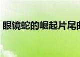 眼镜蛇的崛起片尾曲（眼镜蛇的崛起片尾曲）