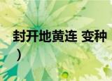 封开地黄连 变种（关于封开地黄连 变种介绍）
