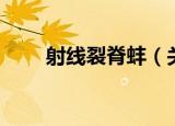 射线裂脊蚌（关于射线裂脊蚌介绍）