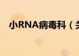 小RNA病毒科（关于小RNA病毒科介绍）