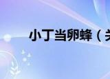 小丁当卵蜂（关于小丁当卵蜂介绍）