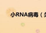 小RNA病毒（关于小RNA病毒介绍）