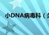小DNA病毒科（关于小DNA病毒科介绍）