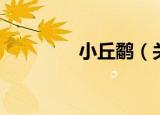 小丘鹬（关于小丘鹬介绍）