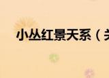 小丛红景天系（关于小丛红景天系介绍）