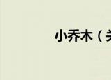小乔木（关于小乔木介绍）