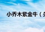 小乔木紫金牛（关于小乔木紫金牛介绍）