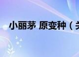 小丽茅 原变种（关于小丽茅 原变种介绍）