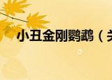 小丑金刚鹦鹉（关于小丑金刚鹦鹉介绍）
