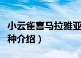 小云雀喜马拉雅亚种（关于小云雀喜马拉雅亚种介绍）