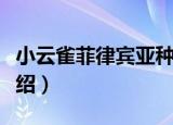 小云雀菲律宾亚种（关于小云雀菲律宾亚种介绍）