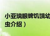 小亚璃眼蜱饥饿幼虫（关于小亚璃眼蜱饥饿幼虫介绍）