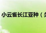 小云雀长江亚种（关于小云雀长江亚种介绍）