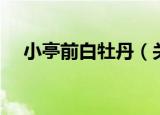 小亭前白牡丹（关于小亭前白牡丹介绍）