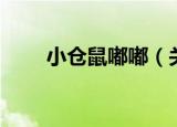 小仓鼠嘟嘟（关于小仓鼠嘟嘟介绍）