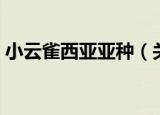 小云雀西亚亚种（关于小云雀西亚亚种介绍）