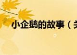 小企鹅的故事（关于小企鹅的故事介绍）