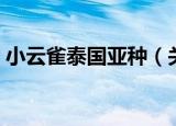 小云雀泰国亚种（关于小云雀泰国亚种介绍）