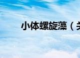 小体螺旋藻（关于小体螺旋藻介绍）